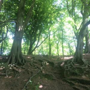 Beech trees in Worsley Woods