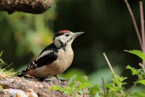 Greater Spotted Woodpecker in Queens Park, Heywood